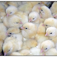 box of chickens