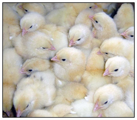 box of chickens