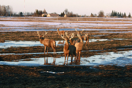 meeting the deers - brown, animals, others, deer