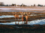 meeting the deers