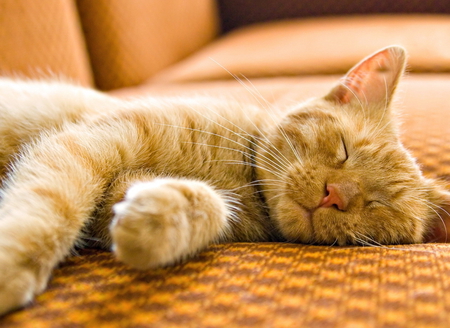 I love to sleep - animal, sweet, cat, sleep, kitten, pet, feline, dream, bed