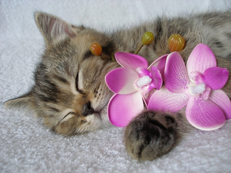 Sleepyhead - pet, animal, kitten, feline, flower, sweet, cat