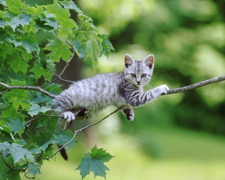 Enjoying the forest - animal, kitten, feline, forest, sweet, tree, cat