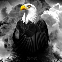 ROYAL POSE of BALD EAGLE