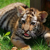 Little Tiger