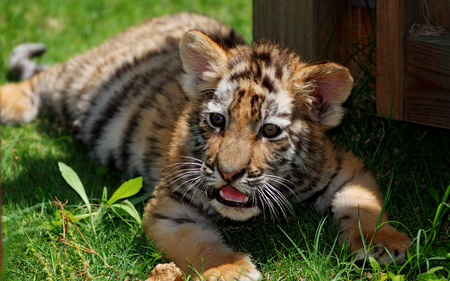 Little Tiger - pretty, summer, amazing, grass, stunning, gorgeous, kitten, cats, nice, beautiful, tiger, sweet, ground, wonderful, nature, cute, adorable, animals, kitty