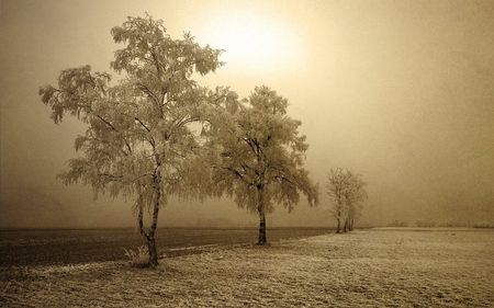 Frozen-Shine - nature, season, view, trees, cold, snow, winter, frozen