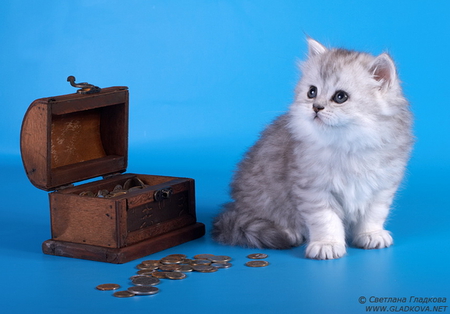 Cat and chest - animal, kitten, feline, sweet, cat