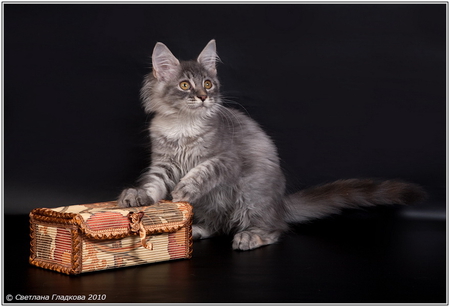 Cat and chest