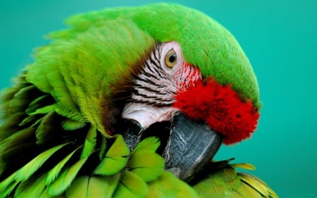 Green Parrot - red, bird, parrot, green