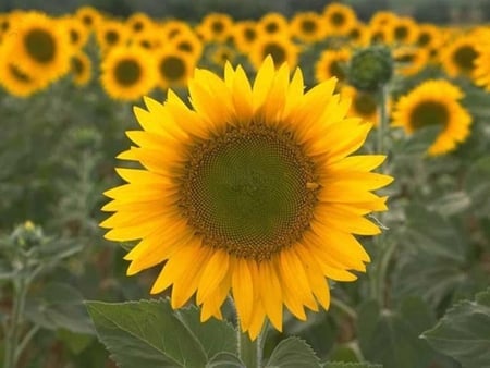 Sunflower Field - leaves, yellow, sunflower, seeds