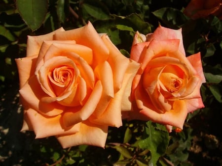 roses forever - nature, orange, flowers, roses