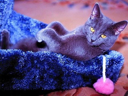 Grey cat resting - kitten, cat, tender, feline, love