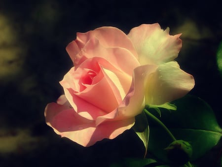 Shaded rose - flower, rose, pretty, nature, petal