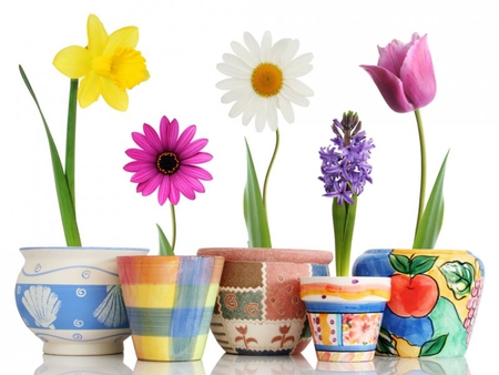 Collection of flowers - flower, tulip, vase, nature, daisy