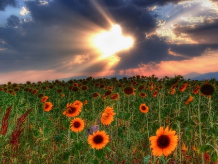 Flower field - flower, field, sunset, nature, grass