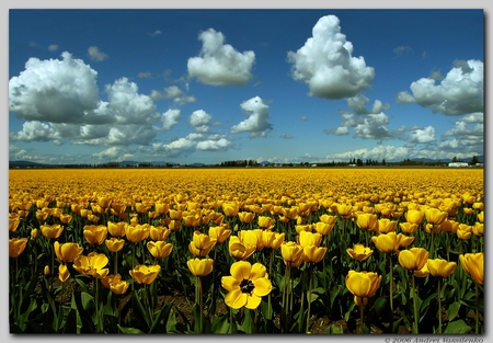 Yellow flower field - cloud, sky, flower, field, nature, grass