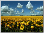 Yellow flower field