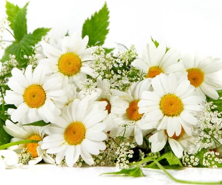 Margaritas - daisy, flower, nature, margarita