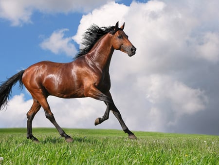 Horse - animal, horse, grass, run