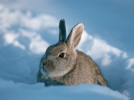 Grey rabbit on the snow - rabbit, rodent, animal, winter, snow