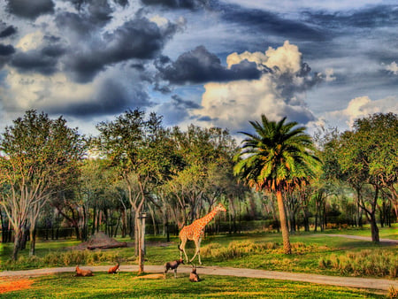 Giraffe On The Savannah