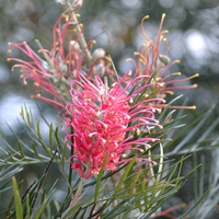 Grevillia