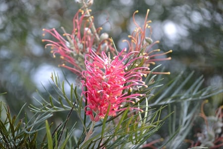 Grevillia - grevillia, flower, pink, tree