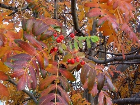 Ripened Berries - fall, autumn, colors, berries, ash tree