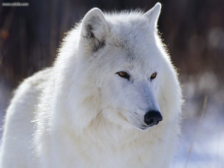 Arctic Wolf - wolf, beauty, nature, wolves, others, animals, wild, dogs