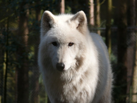 Beautiful White wolf - dogs, animals, wolf, others