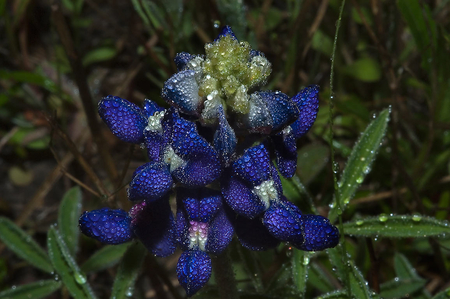 Blue Bonnet - nature, beauty, blue, bonnet, flower