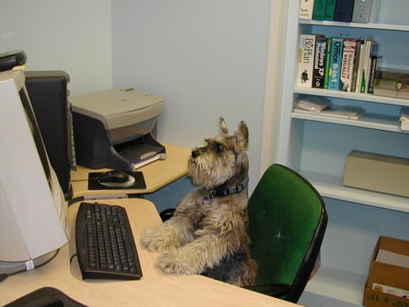 Now.....How Do I Send An Email Again? - desk, funny, computer, dog, chair