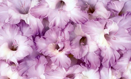 Soft purple flowers - flowers, purple flowers, tenderness, purple, soft, beauty, tender, lovely