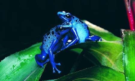 Frogs - frogs, blue, animals, beautiful