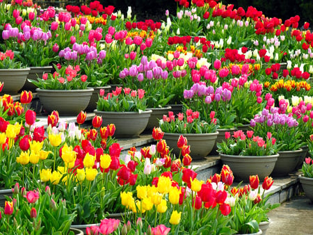 Colourful Tulips in Pots - pots, tulips, colourful, beautiful