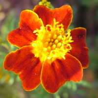 Velvety Orange Flower