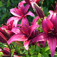 Wonderful Purple Lillies !