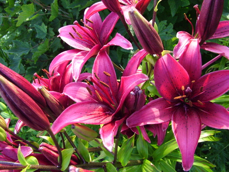 Wonderful Purple Lillies ! - purple, wonderful, flower, lillies