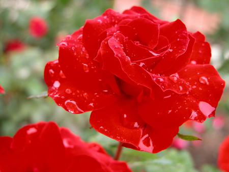 A very bright red rose.. - bright, raindrops, red, wet, rose