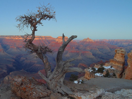 GRAND CANYON - nature, mountain, canyon, tree, photograph