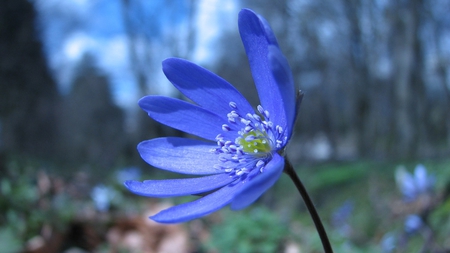 Floare Albastra - flower, nature, floare albastra, blue