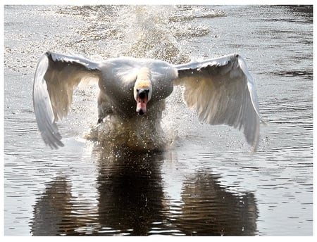 swan - white, swan, nature, animals, water, birds