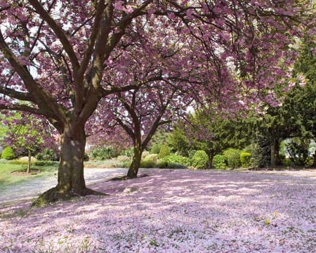 Wonderful Pink Spring Carpet ! - wonderful, pinkblossoms, trees, carpet, spring