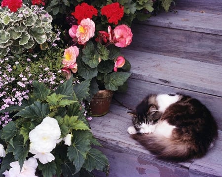 Calico Napping - flowers, steps, cat, calico