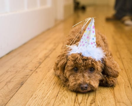 Pooped Out - party, hat, dog, floor