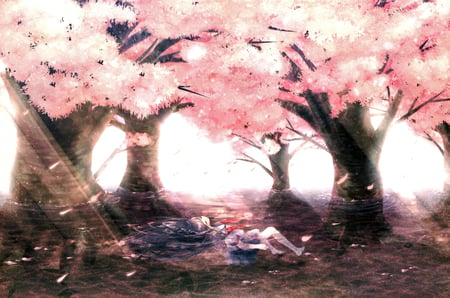 Akemi Homura - akemi homura, mahou shoujo madoka magica, sunlight, girl, sakura tree, pretty, cool, anime, kimono, japanese clothes