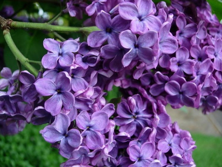 Purple Lilacs - lilacs, purple, flowers, photography