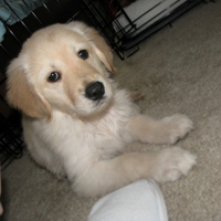 Golden Retriever Puppy