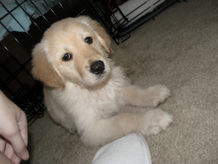 Golden Retriever Puppy - dog, puppy, golden retriever, golden retriever puppy